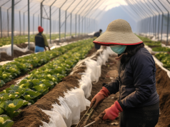DMW Seeks Better Protections for Seasonal Filipino Workers in South Korea better protection of seasonal workers to Korea