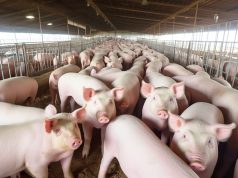 Local pig samples test positive for African Swine Fever virus Local pig samples test positive for ASF virus