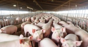 Local pig samples test positive for African Swine Fever virus Local pig samples test positive for ASF virus