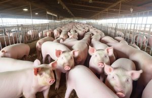 Local pig samples test positive for African Swine Fever virus Local pig samples test positive for ASF virus