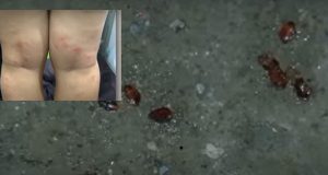 Surot sa NAIA posible na imported