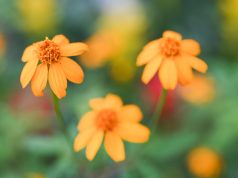 Hong Kong Exhibition Showcases Edible Flowers and Herbs for Spring Hong Kong Exhibition Showcases Edible Flowers and Herbs for Spring