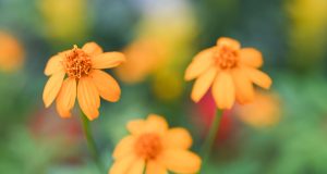 Hong Kong Exhibition Showcases Edible Flowers and Herbs for Spring Hong Kong Exhibition Showcases Edible Flowers and Herbs for Spring