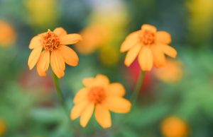 Hong Kong Exhibition Showcases Edible Flowers and Herbs for Spring Hong Kong Exhibition Showcases Edible Flowers and Herbs for Spring