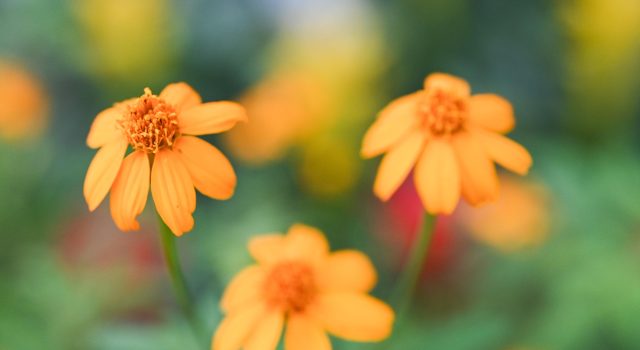 Hong Kong Exhibition Showcases Edible Flowers and Herbs for Spring Hong Kong Exhibition Showcases Edible Flowers and Herbs for Spring