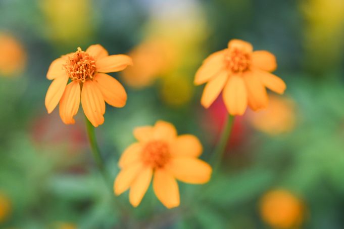 Hong Kong Exhibition Showcases Edible Flowers and Herbs for Spring Hong Kong Exhibition Showcases Edible Flowers and Herbs for Spring