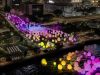 Art@Harbour 2024- First Week of teamLab Continuous at Tamar Park Fully Booked Art@Harbour 2024 v3