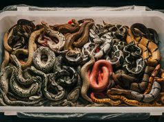 Mainland Chinese Customs Foils Exotic Pet Smuggler With Live Snakes in His Pocket Mainland Chinese Customs Foils Exotic Pet Smuggler With Live Snakes in His Pocket v2