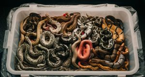 Mainland Chinese Customs Foils Exotic Pet Smuggler With Live Snakes in His Pocket Mainland Chinese Customs Foils Exotic Pet Smuggler With Live Snakes in His Pocket v2