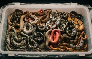 Mainland Chinese Customs Foils Exotic Pet Smuggler With Live Snakes in His Pocket Mainland Chinese Customs Foils Exotic Pet Smuggler With Live Snakes in His Pocket v2