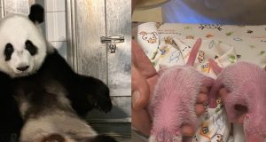 Hong Kong Welcomes First-Ever Baby Panda Twins Hong Kong Welcomes First-Ever Baby Panda Twins