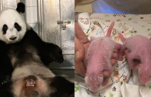 Hong Kong Welcomes First-Ever Baby Panda Twins Hong Kong Welcomes First-Ever Baby Panda Twins