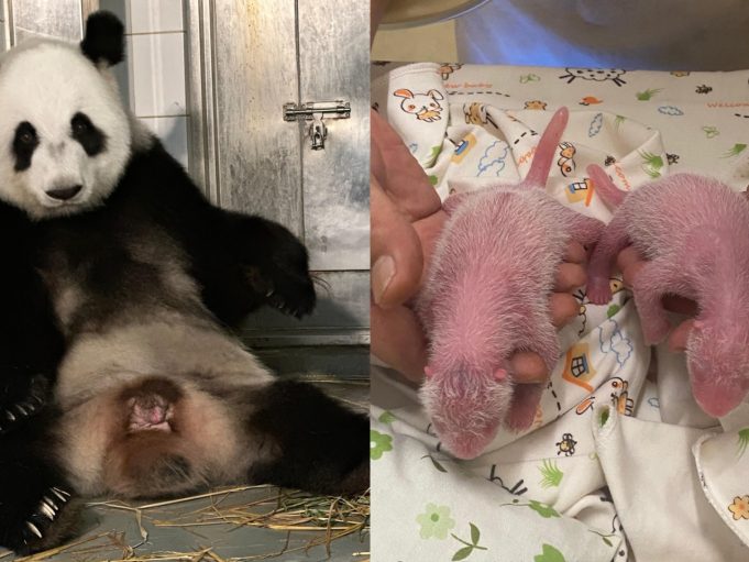 Hong Kong Welcomes First-Ever Baby Panda Twins Hong Kong Welcomes First-Ever Baby Panda Twins
