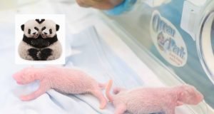 Ocean Park Takes Steps to Ensure Survival of Newborn Panda Twins Ocean Park Panda Cubs v2
