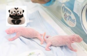 Ocean Park Takes Steps to Ensure Survival of Newborn Panda Twins Ocean Park Panda Cubs v2