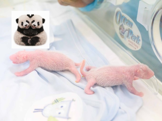Ocean Park Takes Steps to Ensure Survival of Newborn Panda Twins Ocean Park Panda Cubs v2
