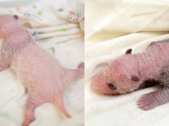 Ocean Park’s Panda Twins May Meet Public In February Panda twins Photo courtesy of Ocean Park