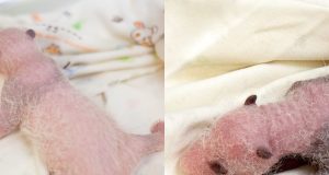 Ocean Park’s Panda Twins May Meet Public In February Panda twins Photo courtesy of Ocean Park