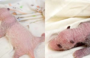 Ocean Park’s Panda Twins May Meet Public In February Panda twins Photo courtesy of Ocean Park