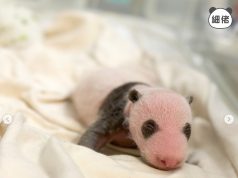 Ocean Park Shares Adorable Updates of Newborn Panda Twins Panda twins’ black-and-white features