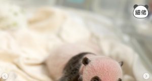 Ocean Park Shares Adorable Updates of Newborn Panda Twins Panda twins’ black-and-white features