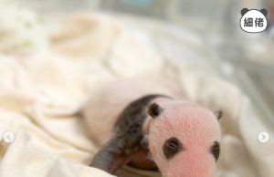 Ocean Park Shares Adorable Updates of Newborn Panda Twins Panda twins’ black-and-white features