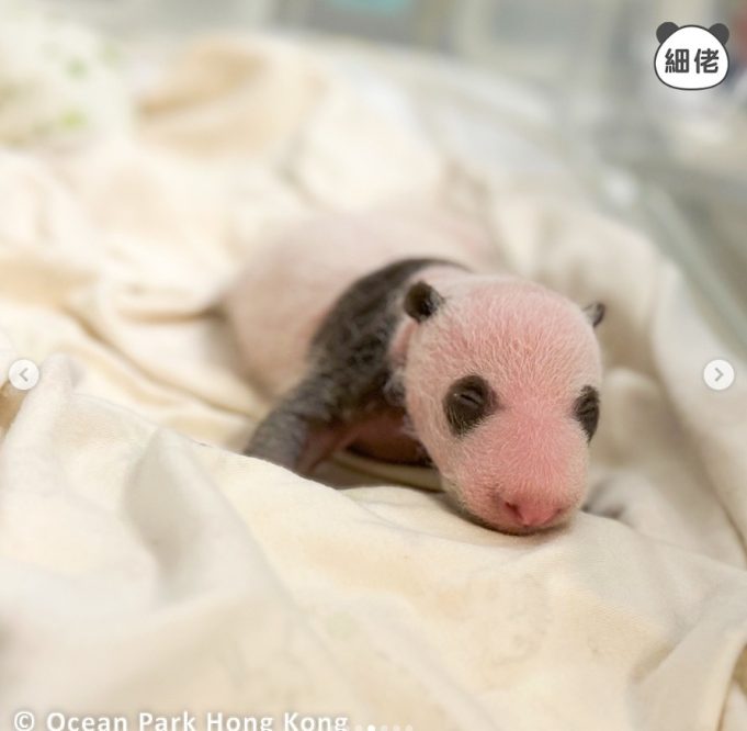 Ocean Park Shares Adorable Updates of Newborn Panda Twins Panda twins’ black-and-white features