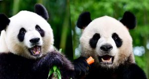 Ocean Park Anticipates Panda-mania as New Arrivals Settle In The pandas will be put into quarantine for a month.