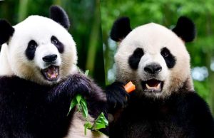 Ocean Park Anticipates Panda-mania as New Arrivals Settle In The pandas will be put into quarantine for a month.