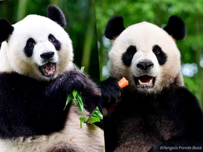 Ocean Park Anticipates Panda-mania as New Arrivals Settle In The pandas will be put into quarantine for a month.