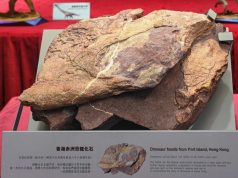 Dinosaur Fossils Discovered in Hong Kong Captivate Locals Dinosaur Fossils Discovered in Hong Kong