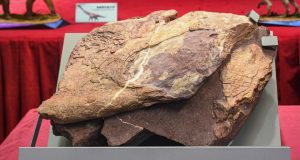 Dinosaur Fossils Discovered in Hong Kong Captivate Locals Dinosaur Fossils Discovered in Hong Kong