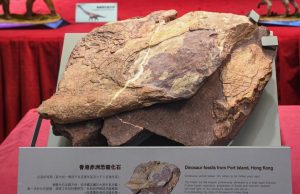 Dinosaur Fossils Discovered in Hong Kong Captivate Locals Dinosaur Fossils Discovered in Hong Kong