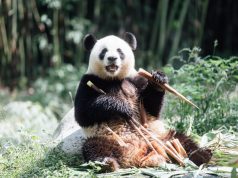 Hong Kong Welcomes New Panda Residents After Quarantine Giant Pandas Settle Into Hong Kong's Ocean Park After Month-Long Quarantine