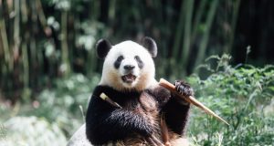 Hong Kong Welcomes New Panda Residents After Quarantine Giant Pandas Settle Into Hong Kong's Ocean Park After Month-Long Quarantine