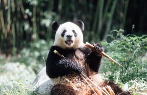 Hong Kong Welcomes New Panda Residents After Quarantine Giant Pandas Settle Into Hong Kong's Ocean Park After Month-Long Quarantine