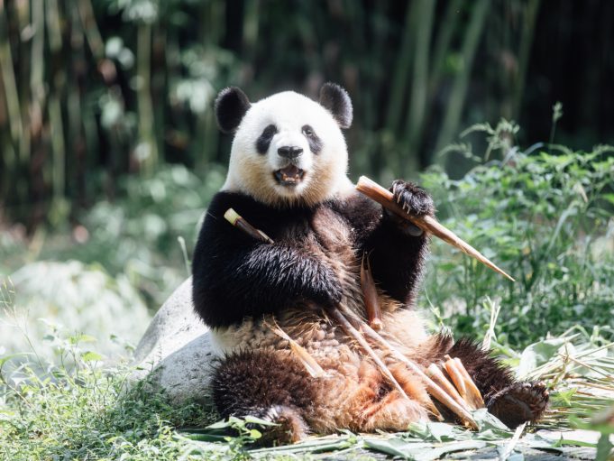 Hong Kong Welcomes New Panda Residents After Quarantine Giant Pandas Settle Into Hong Kong's Ocean Park After Month-Long Quarantine