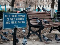 Authorities Cracks Down on Illegal Feeding of Wild Animals and Feral Pigeons No Illegal Feeding of Wild Animals and Feral Pigeons