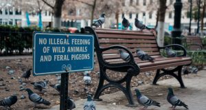 Authorities Cracks Down on Illegal Feeding of Wild Animals and Feral Pigeons No Illegal Feeding of Wild Animals and Feral Pigeons