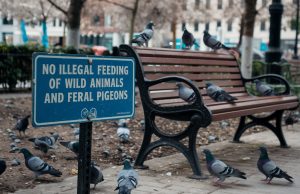 Authorities Cracks Down on Illegal Feeding of Wild Animals and Feral Pigeons No Illegal Feeding of Wild Animals and Feral Pigeons