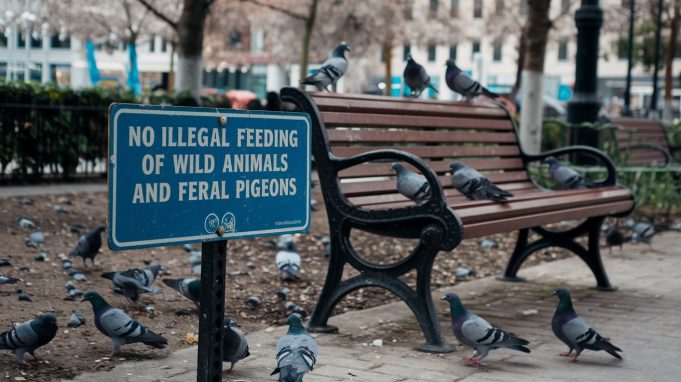 Authorities Cracks Down on Illegal Feeding of Wild Animals and Feral Pigeons No Illegal Feeding of Wild Animals and Feral Pigeons