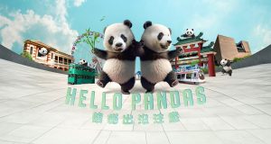 Hong Kong Pandas Prepare for Public Debut on December 8 Hong Kong Pandas Prepare for Public Debut