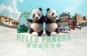 Hong Kong Pandas Prepare for Public Debut on December 8 Hong Kong Pandas Prepare for Public Debut