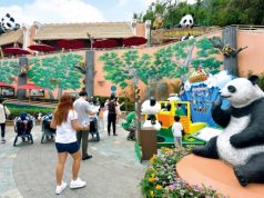 Hong Kong Unveils Plans for December Celebration Featuring New Giant Pandas Residents: New giant panda meet