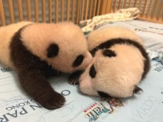 Ocean Park Panda Cubs to Debut on Giant Screen starting November 23 Ocean Park Panda Cubs to Debut on Giant Screen