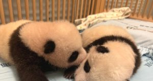 Ocean Park Panda Cubs to Debut on Giant Screen starting November 23 Ocean Park Panda Cubs to Debut on Giant Screen