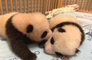 Ocean Park Panda Cubs to Debut on Giant Screen starting November 23 Ocean Park Panda Cubs to Debut on Giant Screen