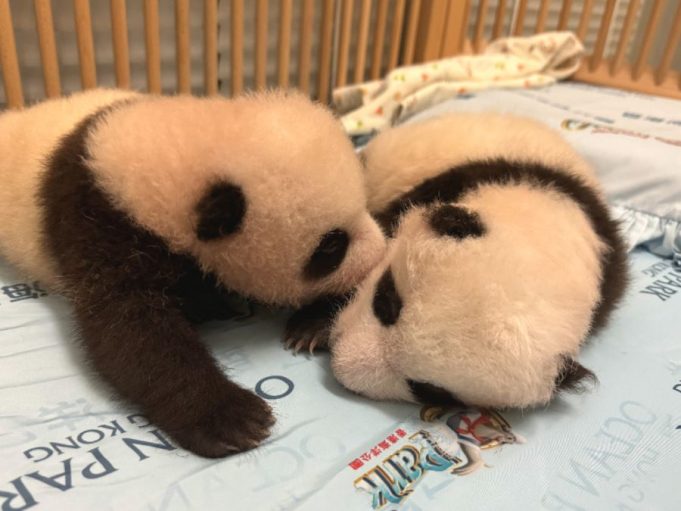 Ocean Park Panda Cubs to Debut on Giant Screen starting November 23 Ocean Park Panda Cubs to Debut on Giant Screen