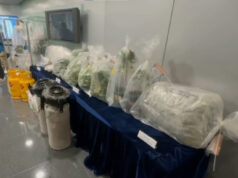 Large-Scale Cannabis Farm Operation Busted in Fanling Cannabis Farm Operation in Fanling