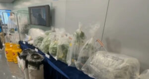 Large-Scale Cannabis Farm Operation Busted in Fanling Cannabis Farm Operation in Fanling